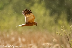 Male Marsh Harrier in Flight in the Rain Side View