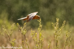 Male Marsh Harrier in Flight in the Rain Side View