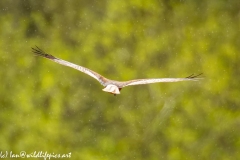 Male Marsh Harrier in Flight in the Rain Back View