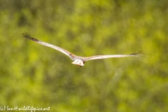 Male Marsh Harrier in Flight in the Rain Back View