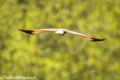 Male Marsh Harrier in Flight in the Rain Back View