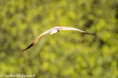 Male Marsh Harrier in Flight in the Rain Back View