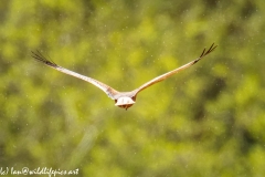 Male Marsh Harrier in Flight in the Rain Back View