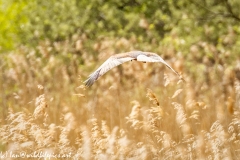 Male Marsh Harrier in Flight in the Rain Back View