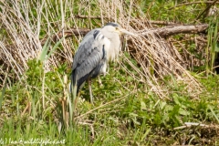 Grey Heron Side View on Lake Bank