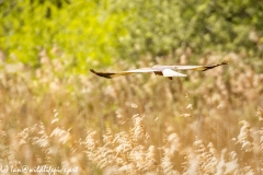 Male Marsh Harrier in Flight in the Rain Back View