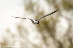 Oystercatcher in Flight Back View