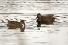 Male an Female Gadwall Duck on Lake