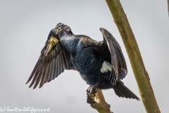 Cormorant on Dead Tree Branch  Wings open Front View