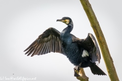 Cormorant on Dead Tree Branch  Wings open Front View