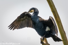 Cormorant on Dead Tree Branch  Wings open Front View