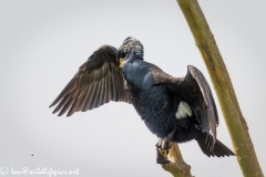 Cormorant on Dead Tree Branch  Wings open Front View