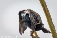 Cormorant on Dead Tree Branch  Wings open Front View