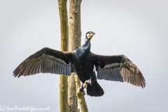 Cormorant on Dead Tree Branch  Wings open Front View