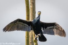 Cormorant on Dead Tree Branch  Wings open Front View