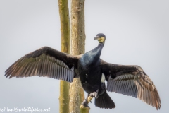 Cormorant on Dead Tree Branch  Wings open Front View