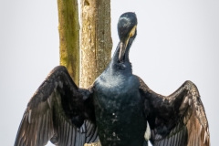 Cormorant on Dead Tree Branch  Wings open Front View