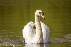 Mute Swan on Lake Front View