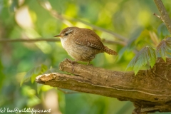 Wren on Branch Side View