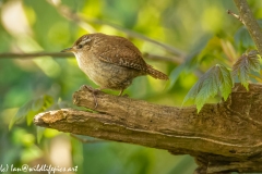 Wren on Branch Side View