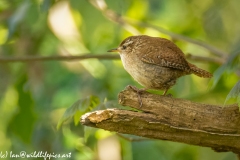 Wren on Branch Side View