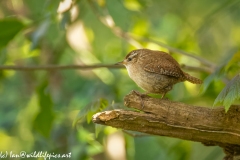 Wren on Branch Side View