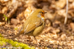 Robin on Ground Side View