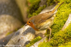 Robin on Ground Side View