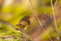 Robin on Ground Back View