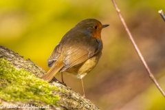 Robin on Ground Back View