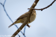 Chiffchaff Side View on Branch