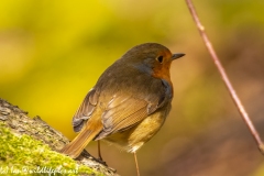 Robin on Ground Back View