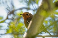 Robin on Branch Side View