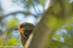 Robin on Branch Side View