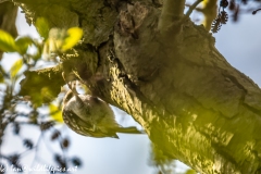 Treecreeper under Tree Branch Back View