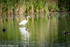 Great Egret in Lake Side View