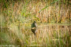 Moorhen on Lake Front View