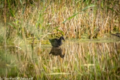 Moorhen on Lake Front View