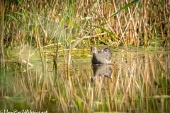 Moorhen on Lake Front View