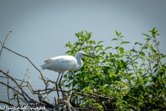 Little Egret on Island in Lake Side View