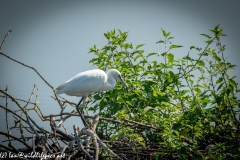 Little Egret on Island in Lake Side View