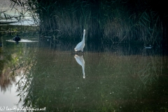 Little Egret in Lake Front View