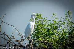 Little Egret on Island in Lake Side View