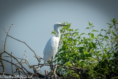 Little Egret on Island in Lake Side View