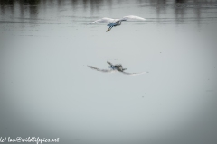 Little Egret in Flight over the Lake Back View