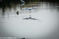 Little Egret Landing on Lake Back View