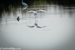 Little Egret Landing on Lake Back View