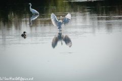 Little Egret Landing on Lake Back View