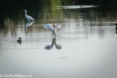 Little Egret Landing on Lake Back View