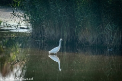 Little Egret in Lake Front View